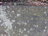 image of grave number 432586